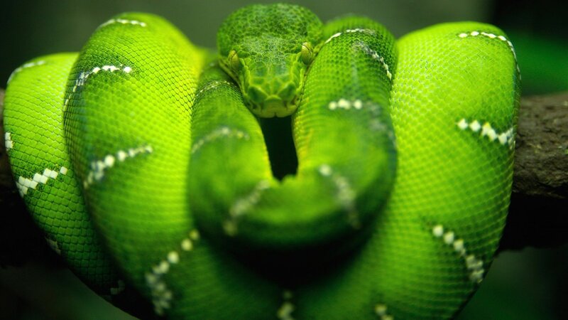Green Tree Python — White
