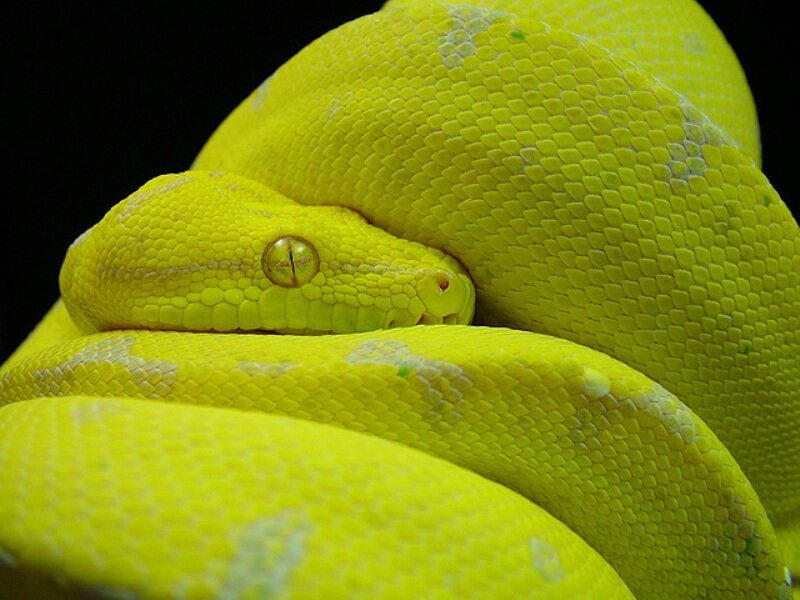 Green Tree Python — Yellow