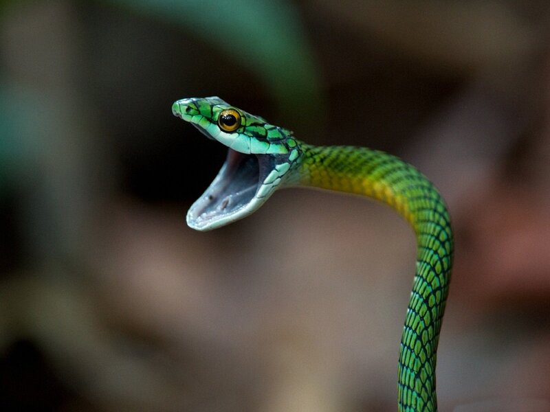 Green Tree Snake — Alert