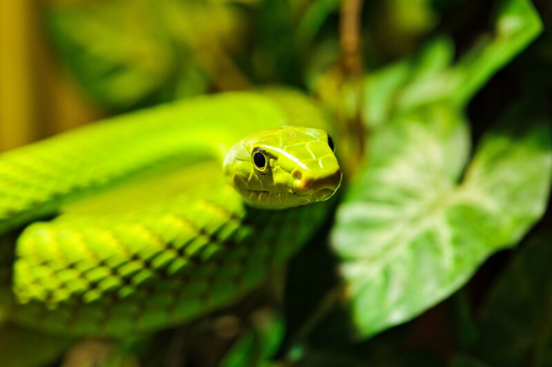 Green Tree Snake — Calm