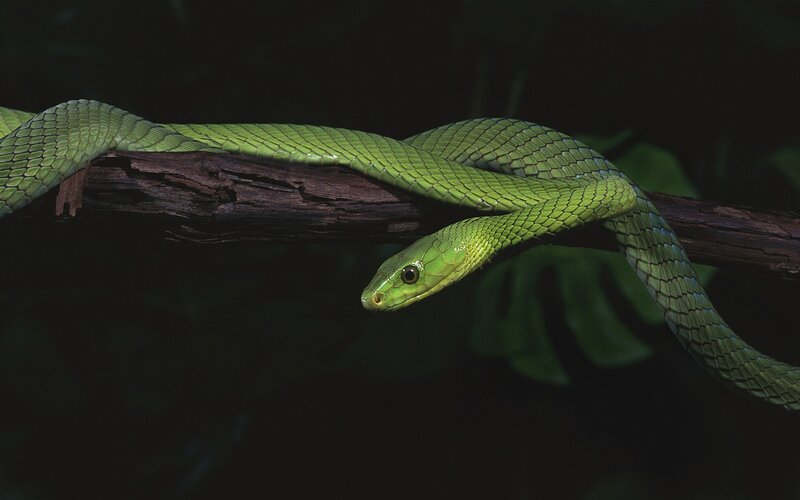Green Tree Snake — Dark, Night