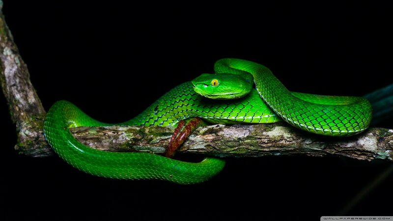 Green Tree Snake — Dramatic, Night, Photograph