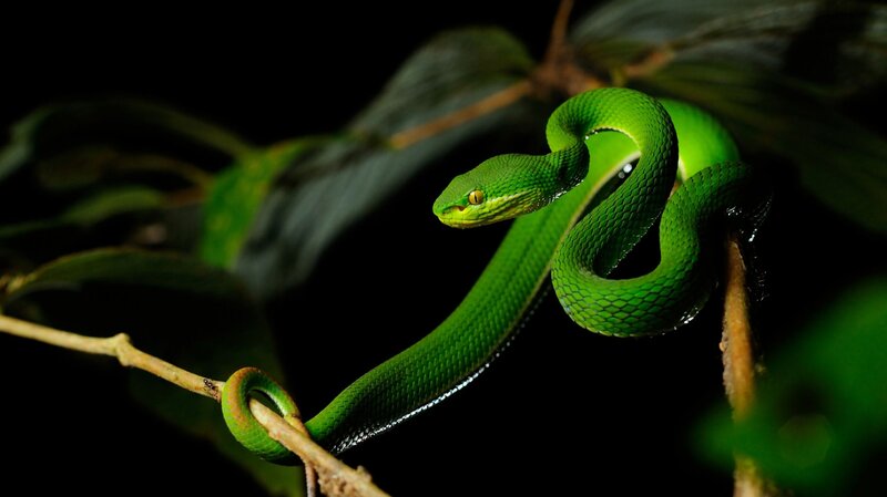 Green Tree Snake — Dramatic, Night