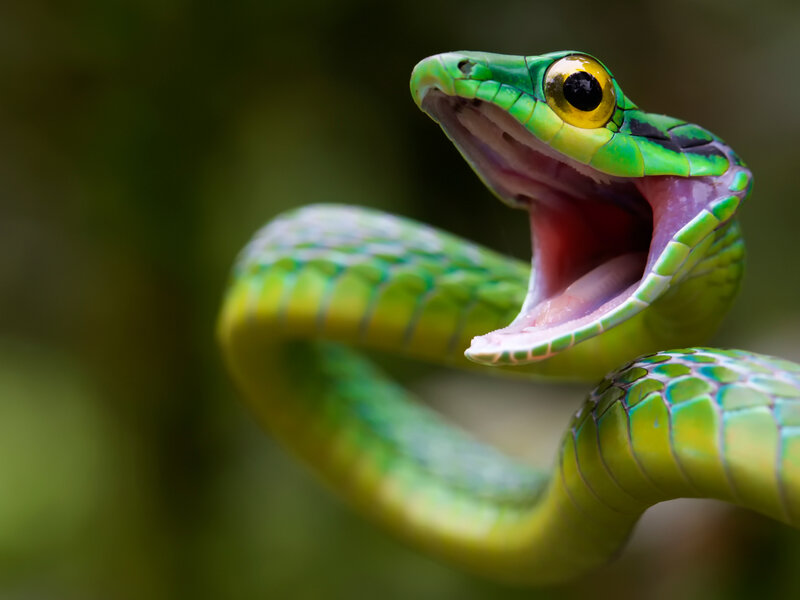 Green Tree Snake — Dramatic, Photograph