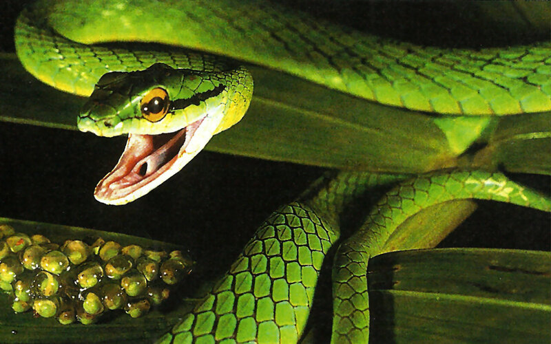 Green Tree Snake — Dramatic