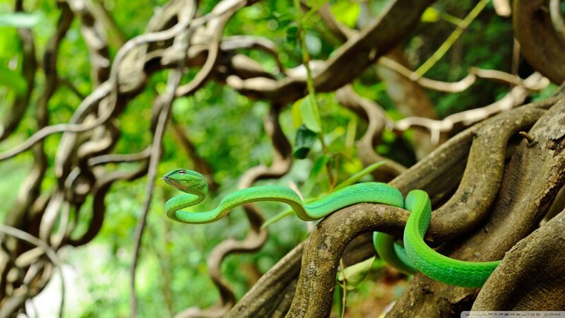 Green Tree Snake — Natural, Afternoon, Photograph