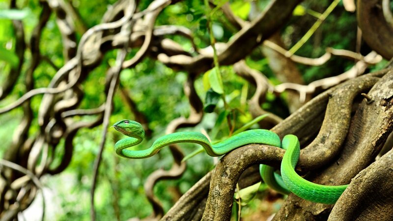 Green Tree Snake — Natural, Afternoon