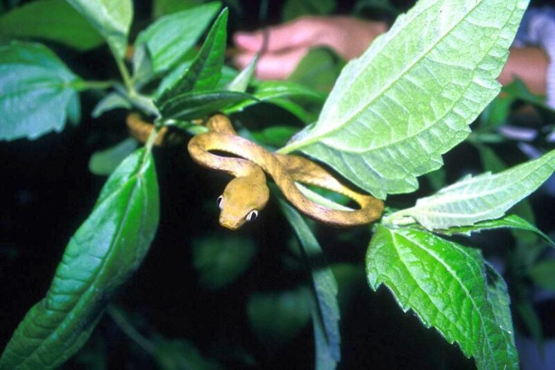 Green Tree Snake — Natural, Night
