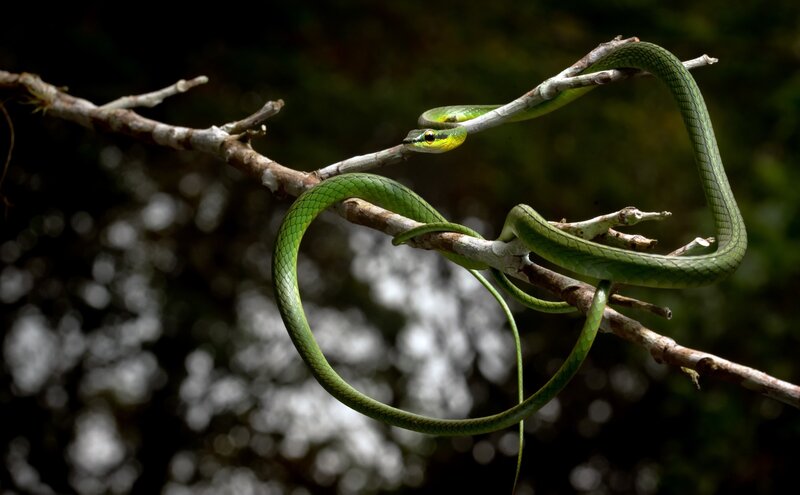 Green Tree Snake — Natural, Photograph, Branch, Forest