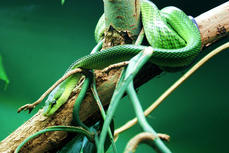 Green Tree Snake — Natural, Photograph, Branch, Leaves