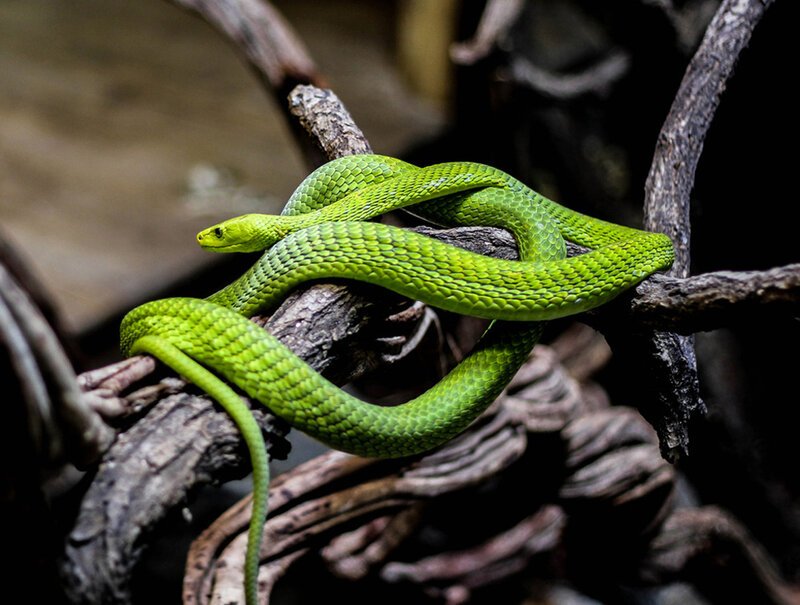 Green Tree Snake — Natural, Photograph, Branch