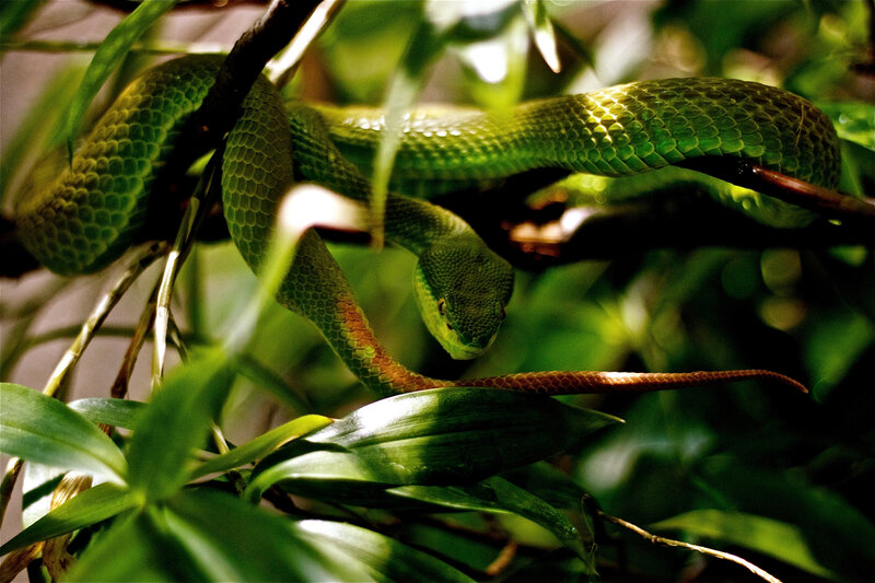 Green Tree Snake — Natural, Photograph