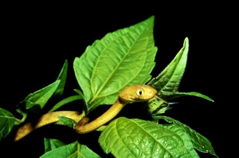 Green Tree Snake — Natural