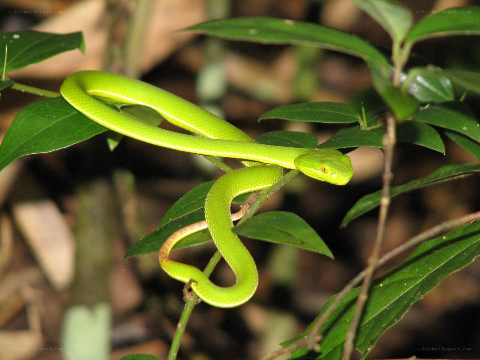Green tree snake on a branch