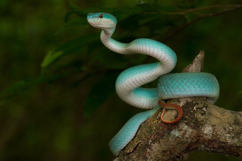 Green Tree Viper — Alert