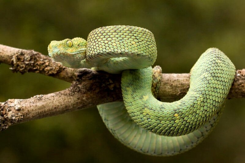 Green Tree Viper