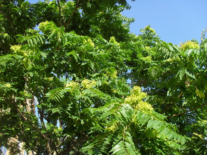 Green Tree with Yellow Flowers