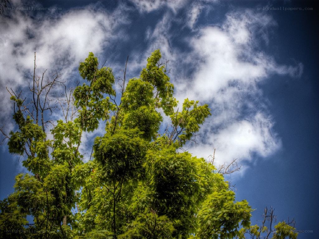 green trees against blue sky
