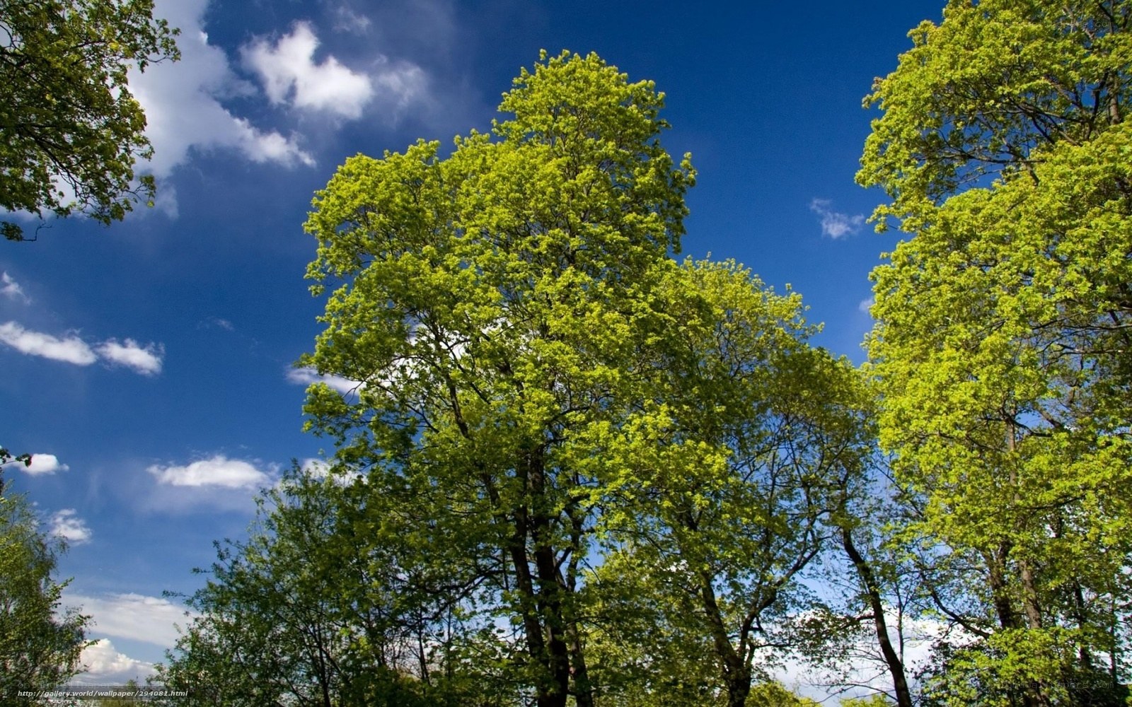 Green trees against blue sky