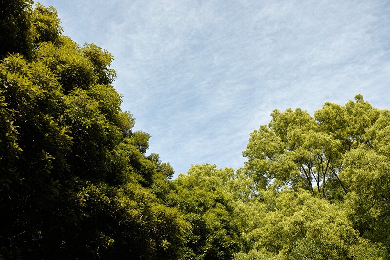Green Trees Against Sky