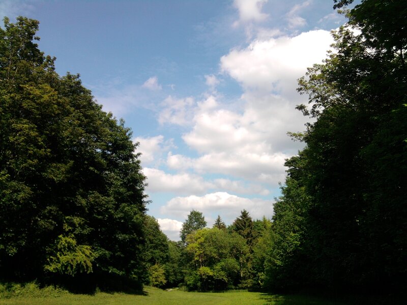Green Trees and Sky