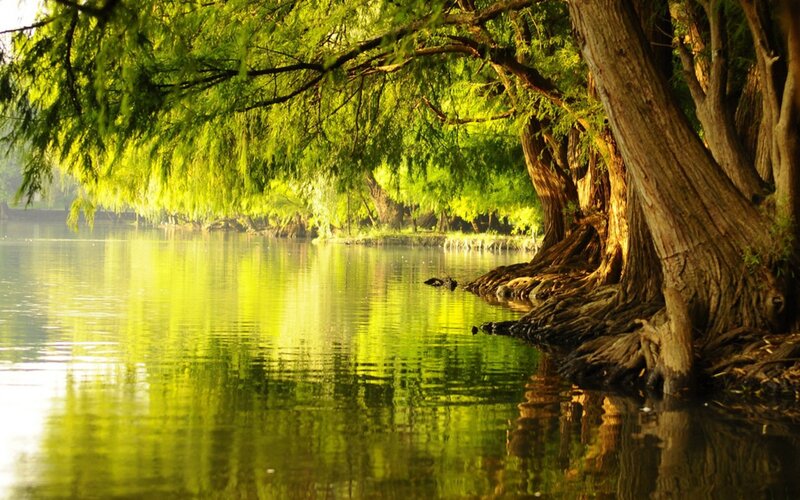 Green trees by a calm lake