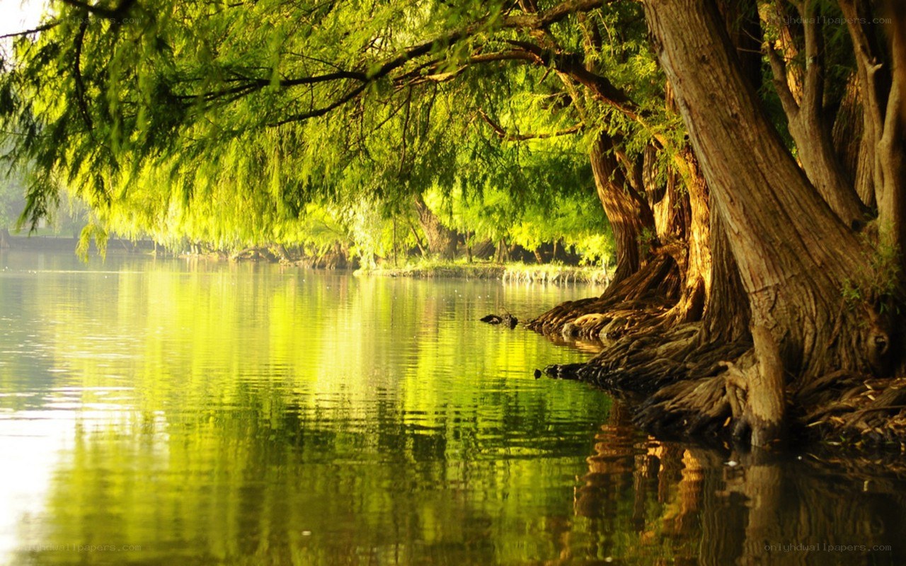 Green trees by a calm lake
