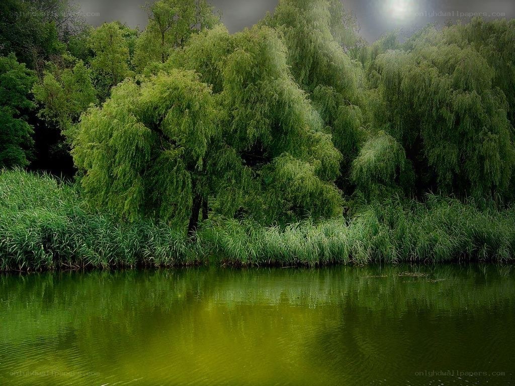 Green trees by a calm lake