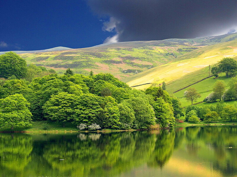 Green Trees by Lake — Dramatic, Afternoon, Photograph