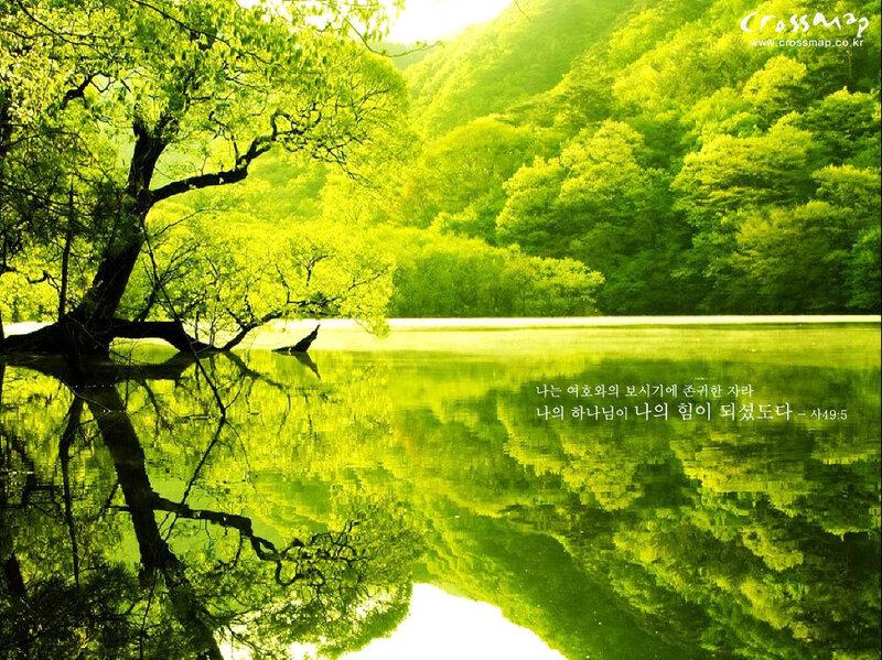 Green Trees by Lake — Serene, Morning