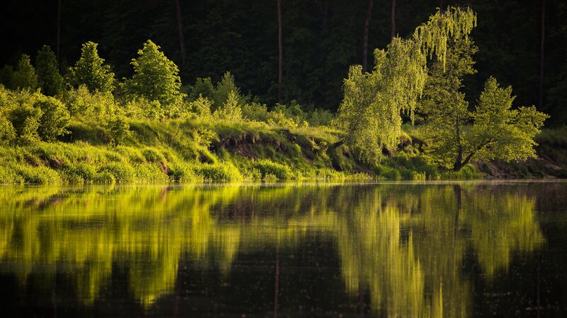 Green Trees by Lake — Serene, Sunset