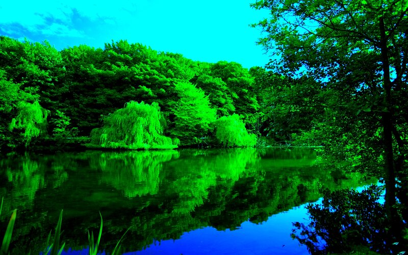 Green Trees by Lake — Serene