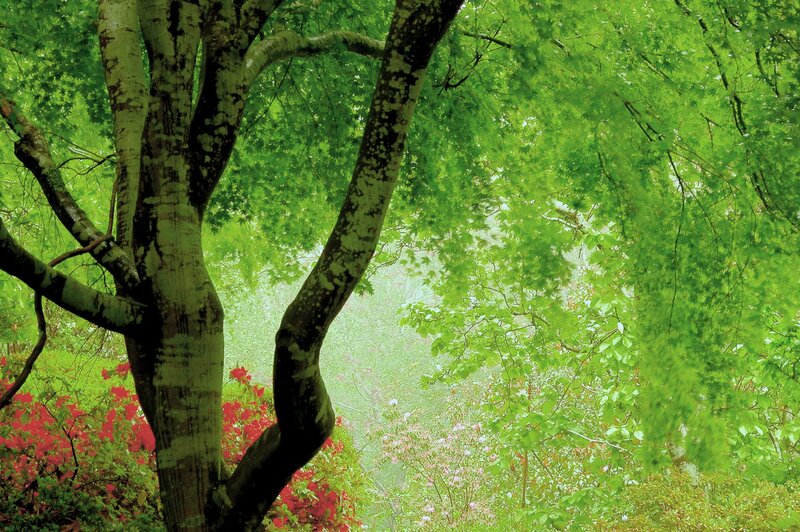 Green trees in a forest
