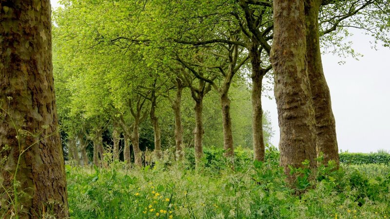 Green trees in a forest