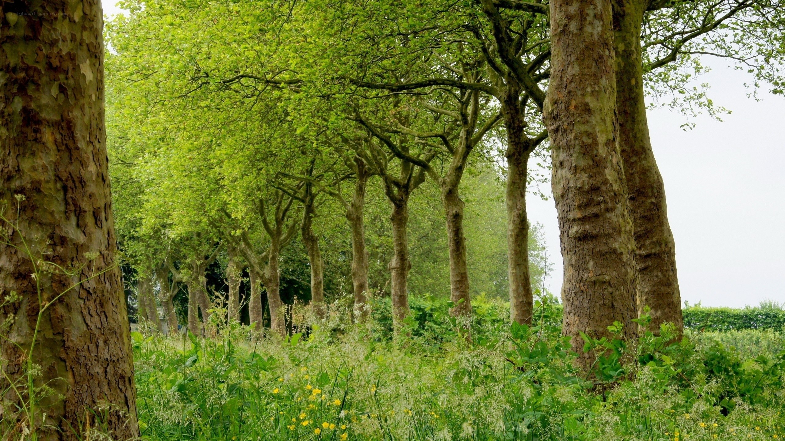 Green trees in a forest