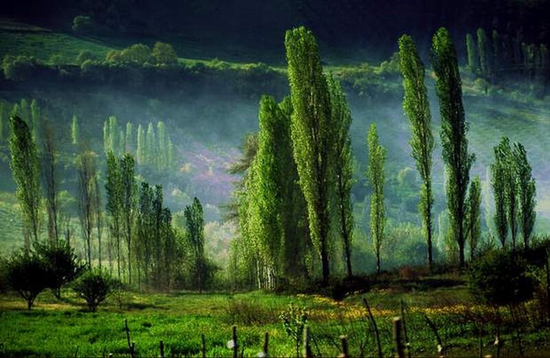 Green trees in a misty valley