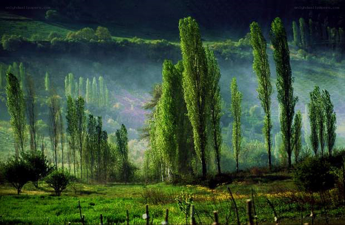 Green trees in a misty valley