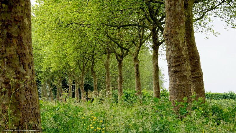 Green trees in a park
