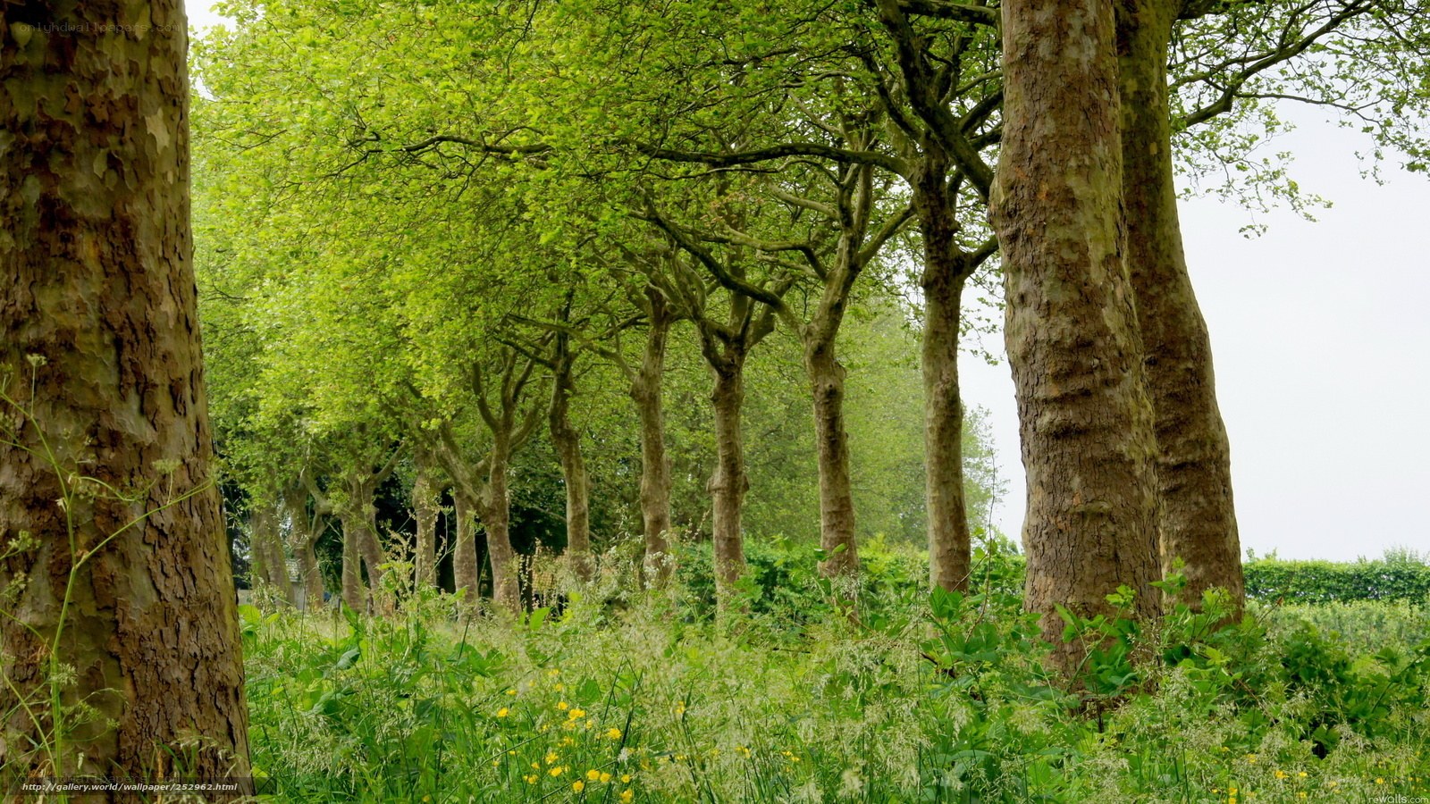 Green trees in a park