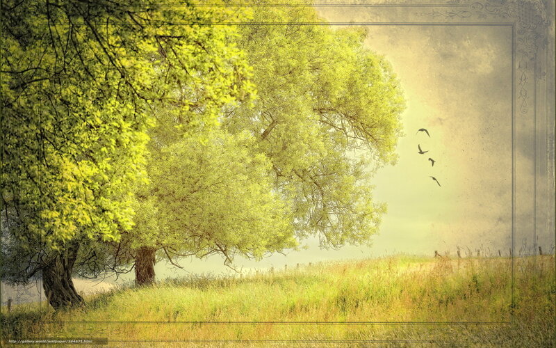 Green Trees in a Sunny Field