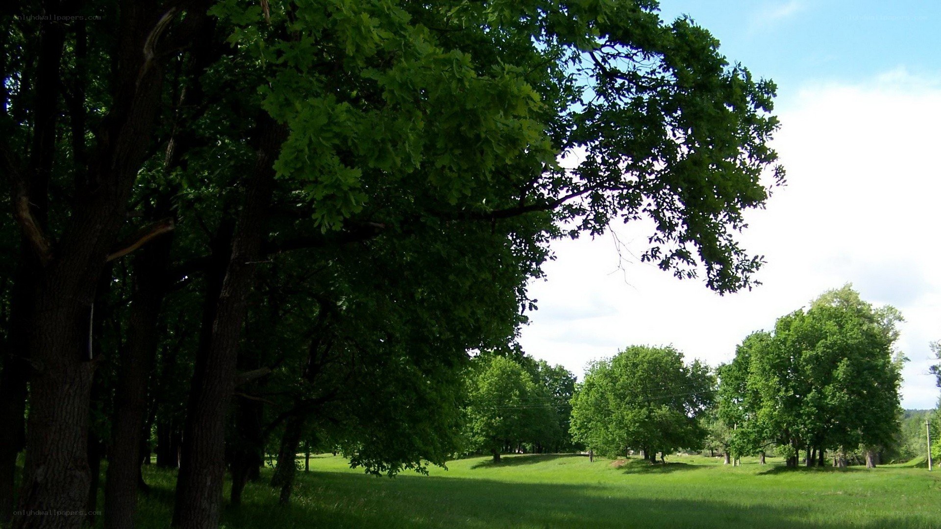 Green trees in a sunny field