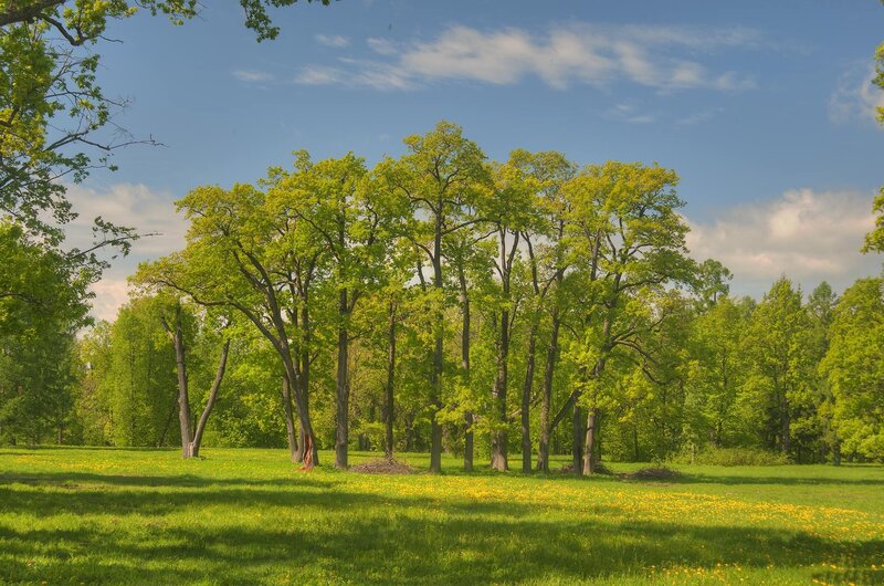 Green trees in a sunny field