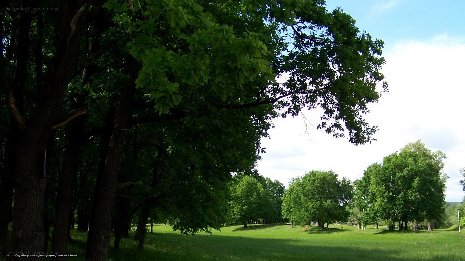 Green trees in a sunny field