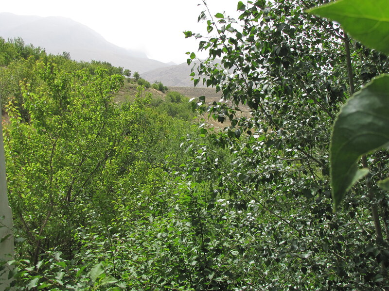 green trees in a valley