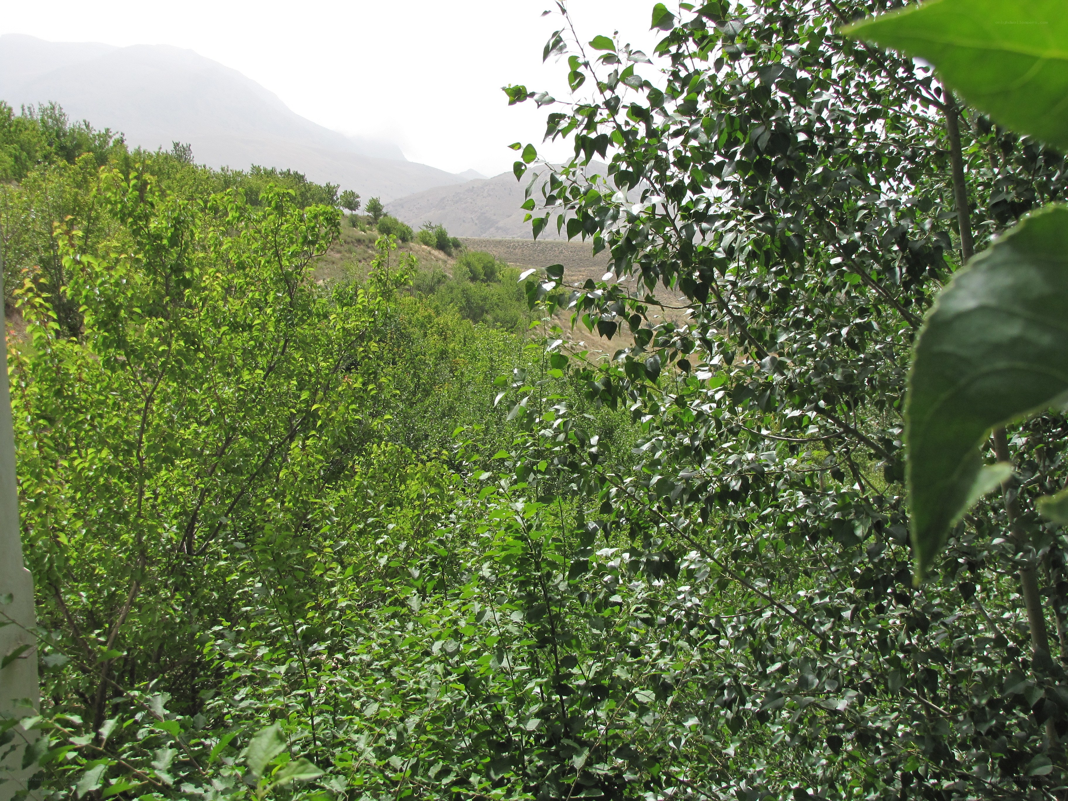 green trees in a valley