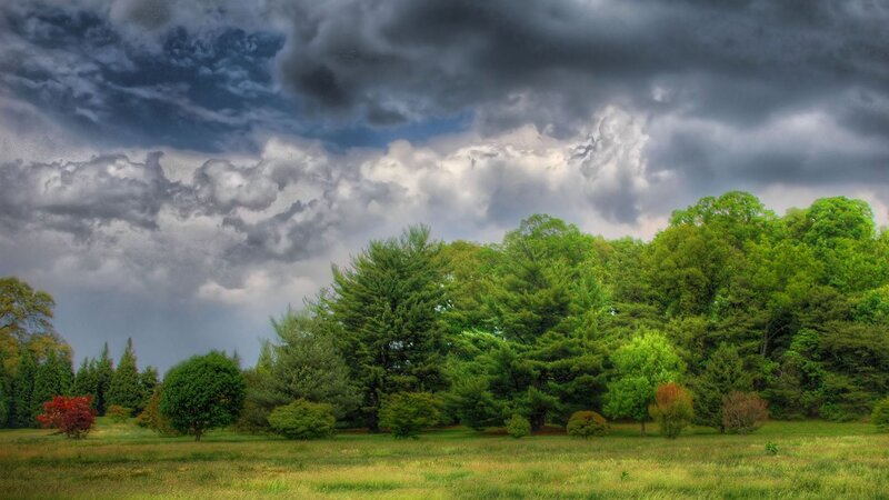 Green Trees in Field — Dramatic, Afternoon, Photograph