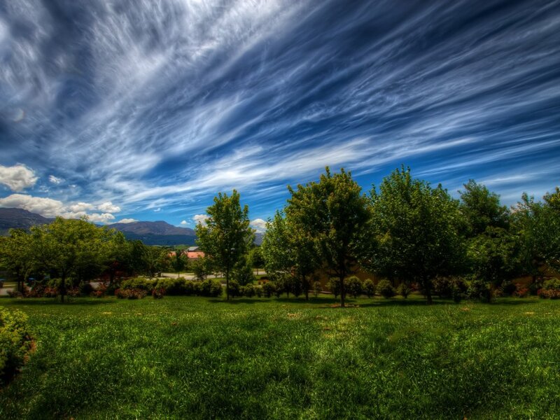 Green Trees in Field — Dramatic, Afternoon