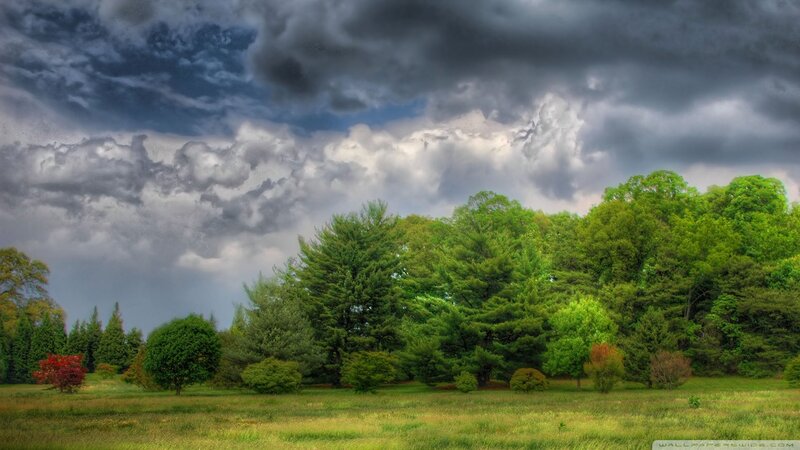 Green Trees in Field — Dramatic