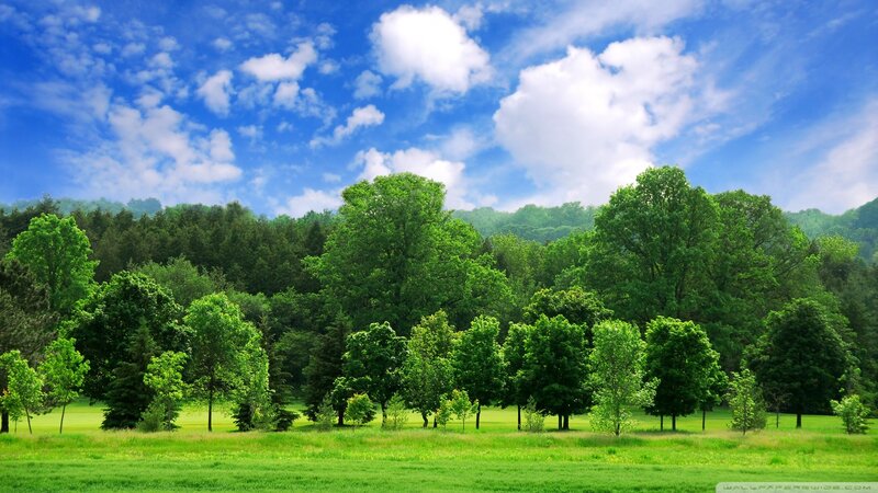 Green Trees in Field — Serene, Afternoon, Photograph, Sky