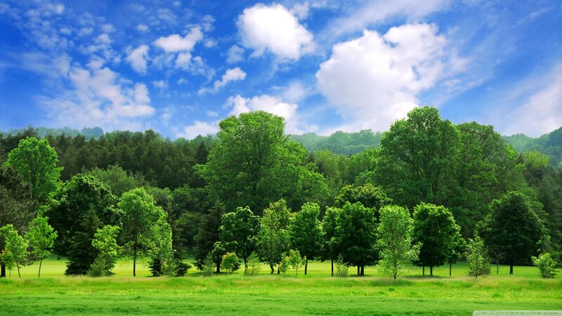 Green Trees in Field — Serene, Afternoon